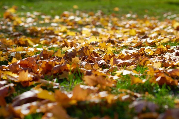 Клен Осенью Листья Земле Осенний Фон — стоковое фото