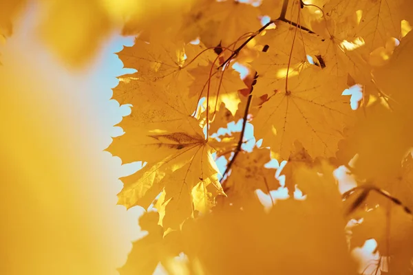 Maple Autumn Listowie Niebem Jesienne Tło — Zdjęcie stockowe
