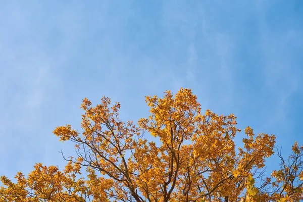 Jesienne Drzewo Złotymi Liśćmi Tle Błękitnego Nieba — Zdjęcie stockowe