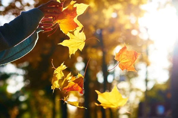 Kadın elinde renkli akçaağaç yapraklarıyla sonbahar parkının arka planını tutuyor.