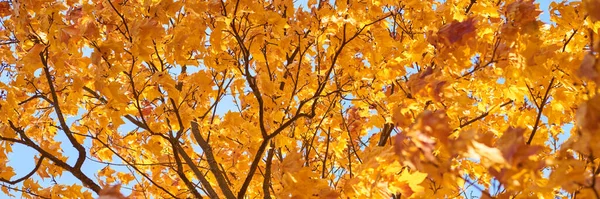 Mavi gökyüzüne karşı altın yaprakları olan sonbahar ağacı