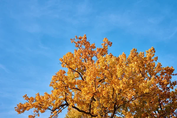 Jesienne Drzewo Złotymi Liśćmi Tle Błękitnego Nieba — Zdjęcie stockowe