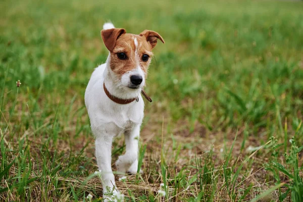 Kutya Füvön Egy Nyári Napon Jack Russel Terrier Kiskutya Portré — Stock Fotó