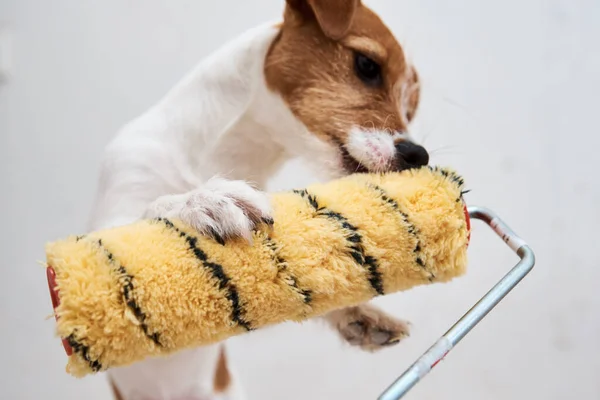 Собака Джек Рассел Терьер Играет Краской Ролика Белой Комнате Концепция — стоковое фото