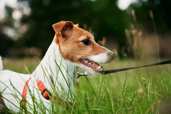 Cão Grama Dia Verão Jack Russel Terrier Retrato Cachorro — Fotografia de Stock