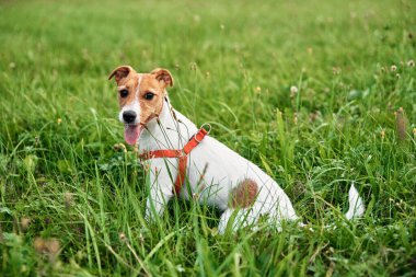 Yaz günü çimlerin üzerinde bir köpek. Jack Russel Teriyer köpek portresi