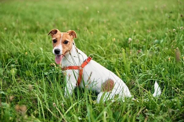 夏の日に草の上に犬 ジャック ラッセル テリア子犬の肖像画 — ストック写真