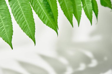 Beyaz arka planda yaprak gölgesi ve yeşil bitki. Yaratıcı soyut arka plan. Doğa gölge deseni