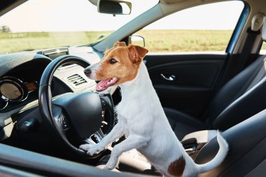 Jack Russell Terrier köpeği sürücü koltuğunda arabada oturuyor. Köpekle gezmek.