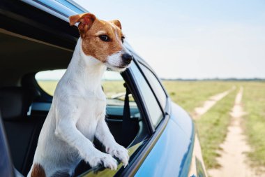 Mutlu Jack Russell teriyer köpeği pencereden dışarı bakıyor. Köpekle gezmek.
