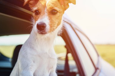 Jack Russell Terrier köpeği sürücü koltuğunda arabada oturuyor. Arabanın camından dışarı bakan köpek.