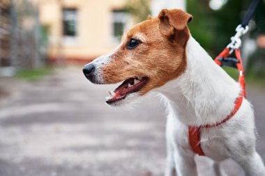 Köpek portresi. Jack Russel Terrier dışarıda yürüyor.