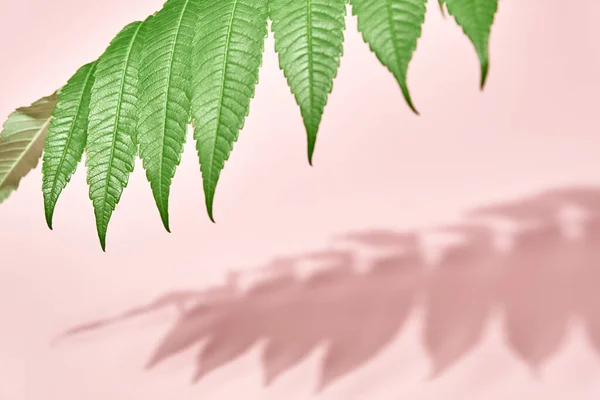 Тень Листьев Зеленое Растение Розовом Фоне Творческий Абстрактный Фон Теневой — стоковое фото