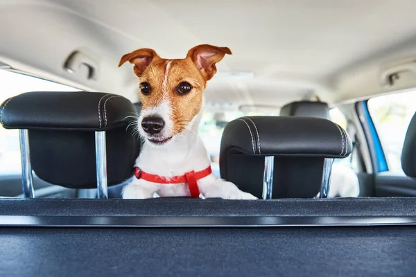 Jack Russell Terrier Perro Mirando Desde Asiento Del Coche Viaje —  Fotos de Stock