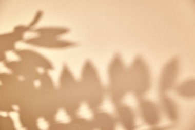 Pastel arka planda yaprak gölgesi. Yaratıcı soyut arka plan. Doğa gölge deseni