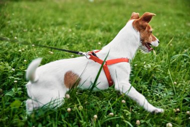 Yaz günü çimlerin üzerinde bir köpek. Sahibi dışarıda köpekle geziyor.