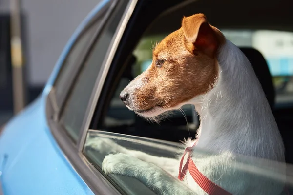 Feliz Perro Terrier Jack Russell Mirando Por Ventana Del Coche —  Fotos de Stock