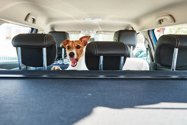 Jack Russell Terrier Perro Mirando Desde Asiento Del Coche Viaje —  Fotos de Stock