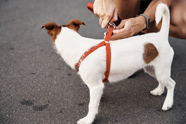 Owner attach leash to the dog on the walk