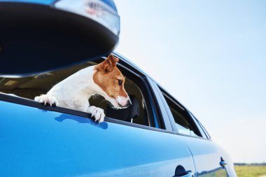 Jack Russell Terrier köpeği sürücü koltuğunda arabada oturuyor. Arabanın camından dışarı bakan köpek.