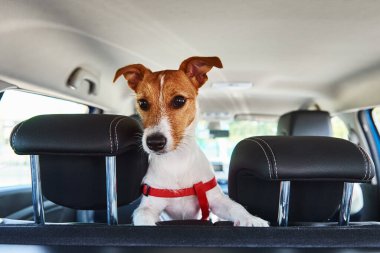 Jack Russell teriyer köpeği araba koltuğundan dışarı bakıyor. Köpekle gezmek.