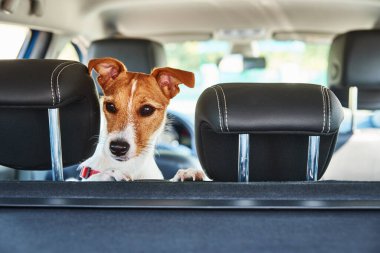 Jack Russell teriyer köpeği araba koltuğundan dışarı bakıyor. Köpekle gezmek.