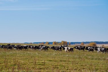 Yaz günü yeşil tarlada otlayan inek sürüsü.