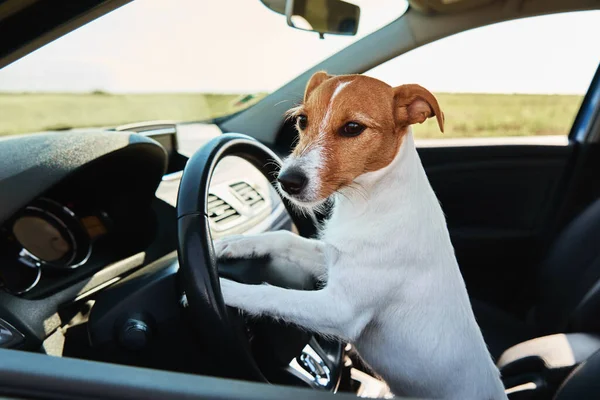 Джек Рассел Терьер Собака Сидит Машине Водительском Сидении Поездка Собакой — стоковое фото