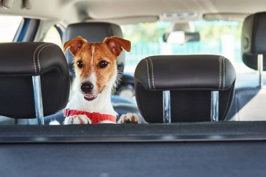 Jack Russell teriyer köpeği araba koltuğundan dışarı bakıyor. Köpekle gezmek.