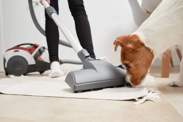 Curious Dog Looks Vacuum Cleaner — Stock Photo, Image