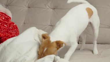 Kanepede kırmızı battaniyeler ve yastıklarla oynayan küçük bir köpek. Aktif Jack Russell teriyer köpeği oturma odasında kanepede yastığı ısırıyor. Hayvan davranışları kavramı
