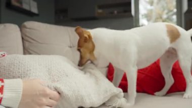 Kanepede köpekle oynayan bir kadın. Jack Russell Terrier yastığını çekiyor, ev sahibiyle çekiştirip duruyor. İnsan aktif evcil hayvanla eğlenir.