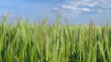 Mavi gökyüzünün altında, bulutlarla birlikte yeşil buğday dalları büyüyor. Tarım ve tarım kavramı