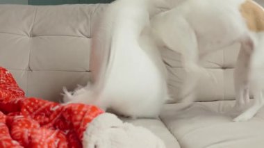 Kanepede kırmızı battaniyeler ve yastıklarla oynayan küçük bir köpek. Aktif Jack Russell teriyer köpeği oturma odasında kanepede yastığı ısırıyor. Hayvan davranışları kavramı