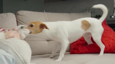 Kanepede köpekle oynayan bir kadın. Jack Russell Terrier yastığını çekiyor, ev sahibiyle çekiştirip duruyor. İnsan aktif evcil hayvanla eğlenir.