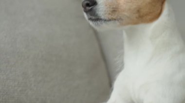 Close up of dog sitting indoors on sofa, looking attentively to window. Concept of pets and domestic animals
