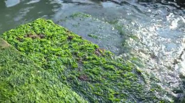 Close-up of green algae and moss growing on wet stone steps wash over by sea waves. Slippery steps covered by seaweed