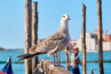 Martı, ahşap iskelede dikiliyor. Venedik kanalı ve arka planda binalar bulanık görünüyor. İtalya 'da seyahat ve turizm kavramı