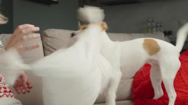 Kanepede köpekle oynayan bir kadın. Jack Russell Terrier yastığını çekiyor, ev sahibiyle çekiştirip duruyor. İnsan aktif evcil hayvanla eğlenir.