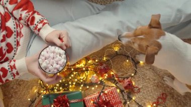 Jack Russell teriyer köpeği Noel süveteri giymiş bir kadının yanında oturuyor. Yanında bir kupa kakao ve lokum var. Etrafı hediyeler ve şenlik ışıklarıyla çevrili. Tatil arifesi ve evdeki rahat atmosfer kavramı
