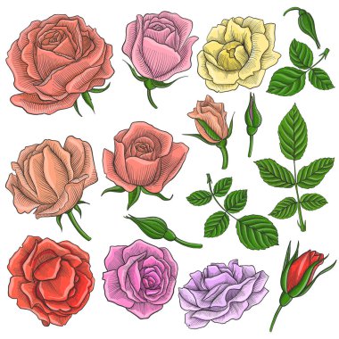 Vintage vektör çiçek set