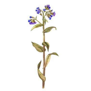 lungwort sulu boya çizim çiçek