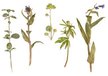 Sulu Boya çizim çiçek ve bitki