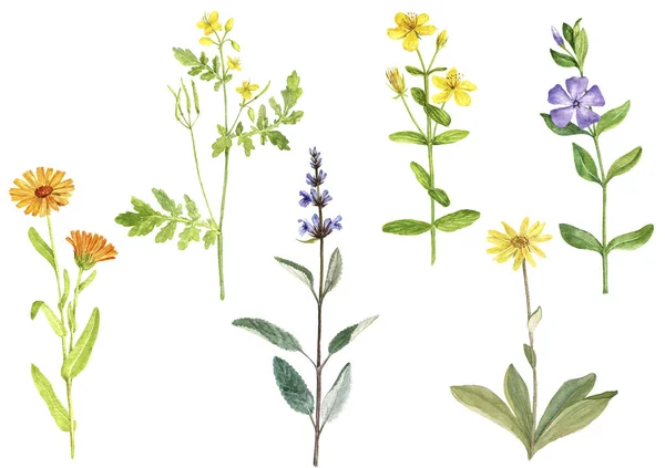 Акварельний малюнок лікарських рослин — стокове фото