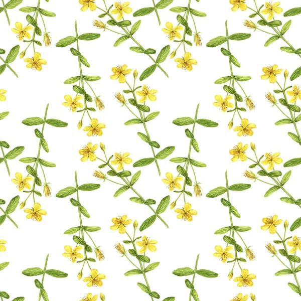 オトギリソウの植物を描画シームレス パターン — ストック写真