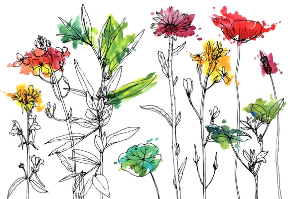 ベクトル描画のハーブと花 — ストックベクタ