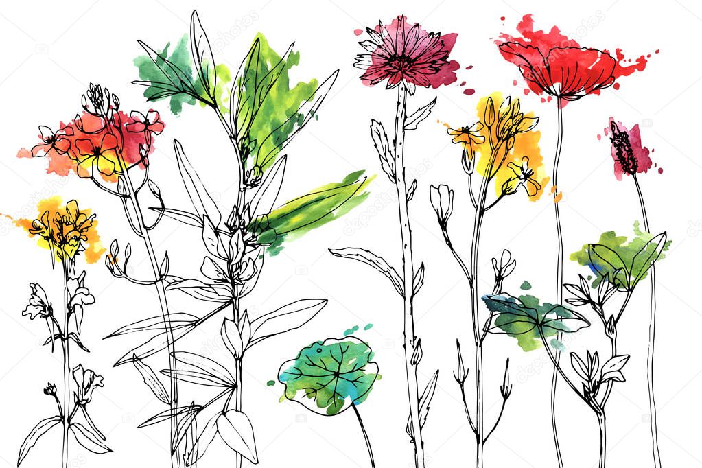 Vector drawing herbs and flowers