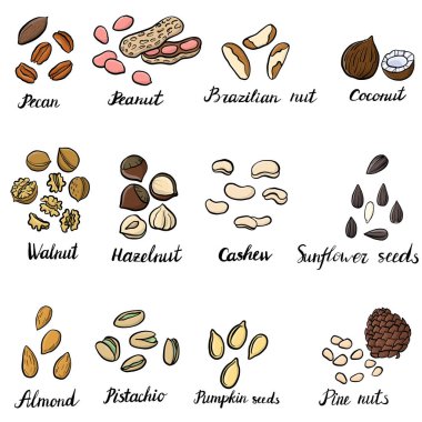 fındık çizim vektör set