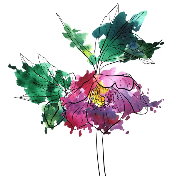 Dessin vectoriel fleur d'hellébore — Image vectorielle