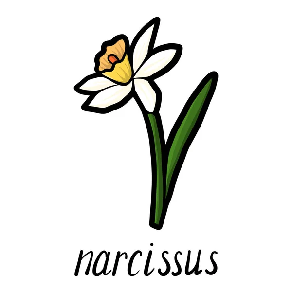 Fiore vettore del narciso — Vettoriale Stock